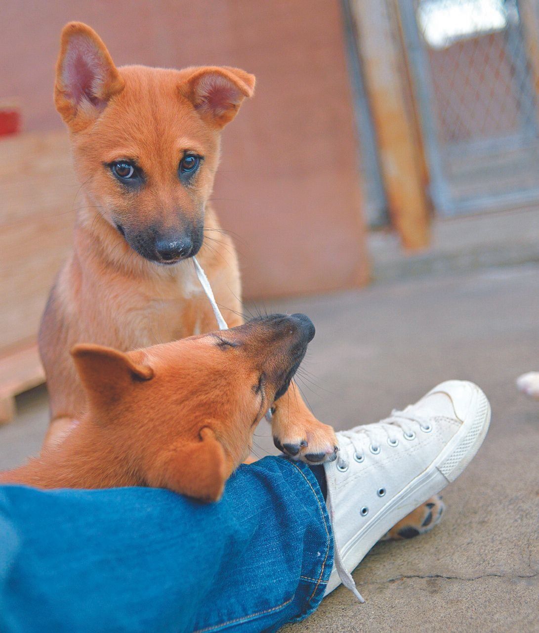 2017年に撮影した、犬丸さんの靴ひもで遊ぶ愛らしい子犬の写真。センターとは思えない明るい雰囲気に（犬丸さん撮影）