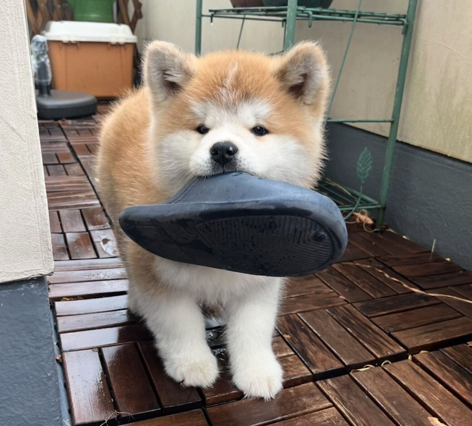 サンダルをくわえる桃亮くん