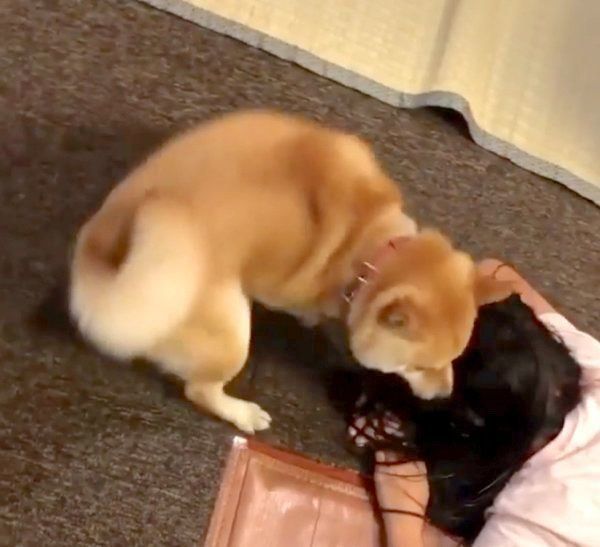 お姉ちゃんにスリスリする豆千代くん