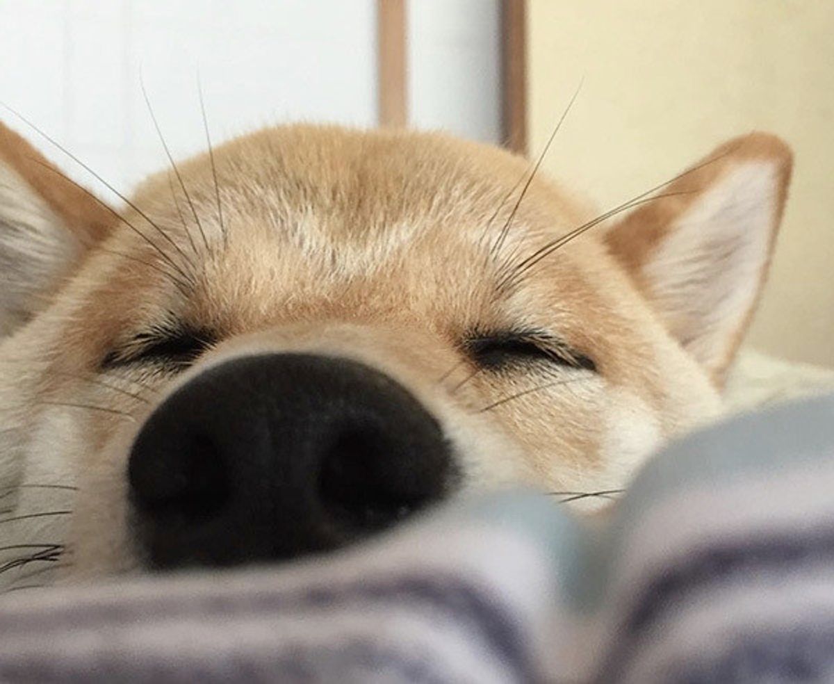 専門家が解説 犬も夢を見ることがあるの 気になる真相は いぬのきもちweb Magazine 専門家が解説 犬も夢を見ることがあるの 気になる真相は いぬのきもちweb Magazine