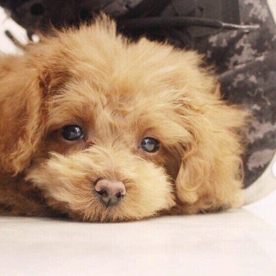 獣医師の往診をどんな時に検討すべき？犬の往診メリットデメリットも いぬのきもち