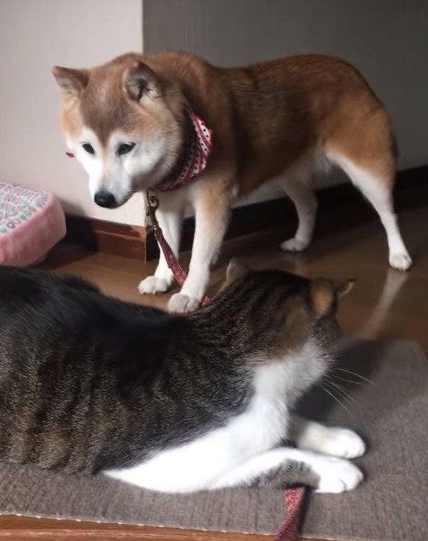 困惑した表情の柴犬ひかりちゃん