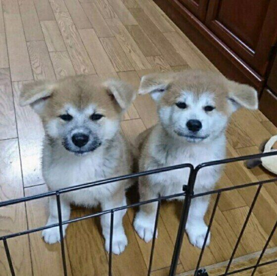 柵越しに見つめる二匹の秋田犬