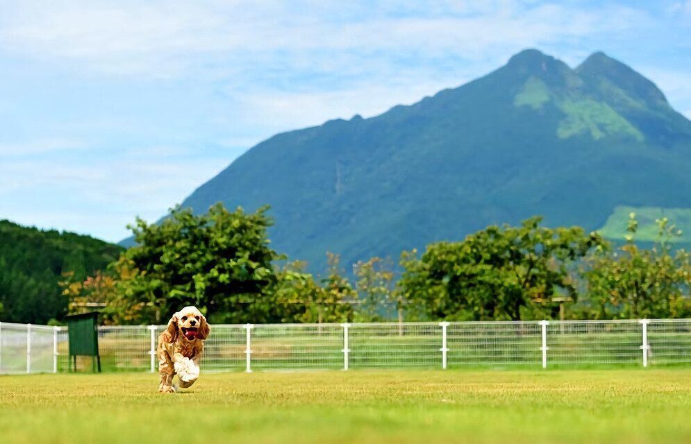 芝生のドッグランを走る犬
