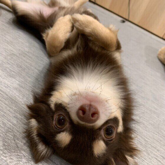 チワワの茶々丸くん