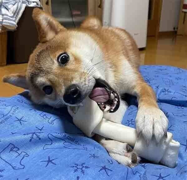 ガムを必死に食べるいそべくん