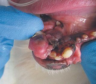 11才のとき、トリミング時に行う歯のチェックの際、口の中に見つかった腫瘍