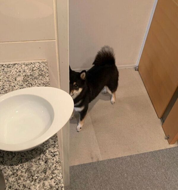 ごはん待ちをするクロくん