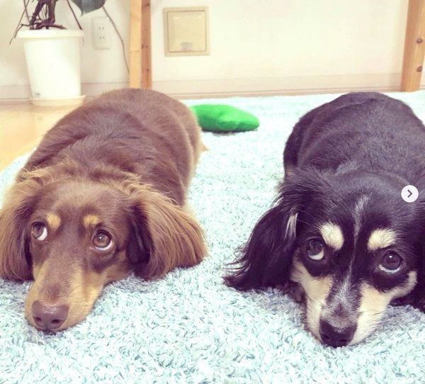 上目遣いがシンクロする「ちゃちゃ」ちゃんと「クック」ちゃん