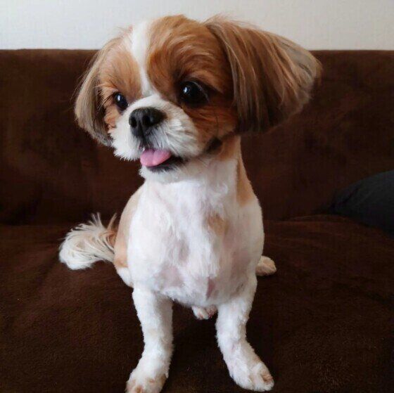 舌が出ているシー・ズー