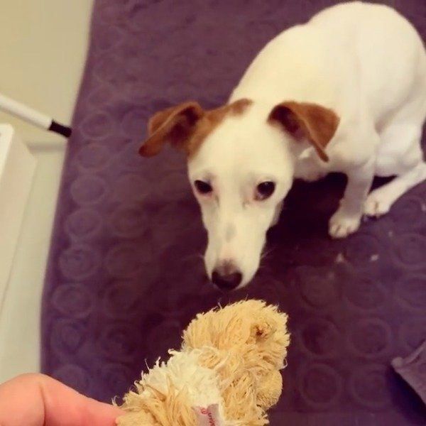 隠したおもちゃをすぐに探し当てるタリーちゃん