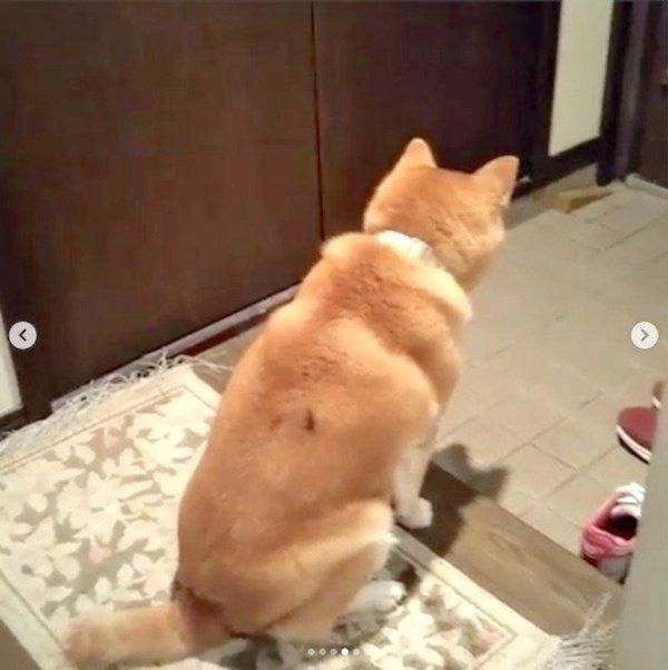 お父さんの帰りを健気に待つ柴犬