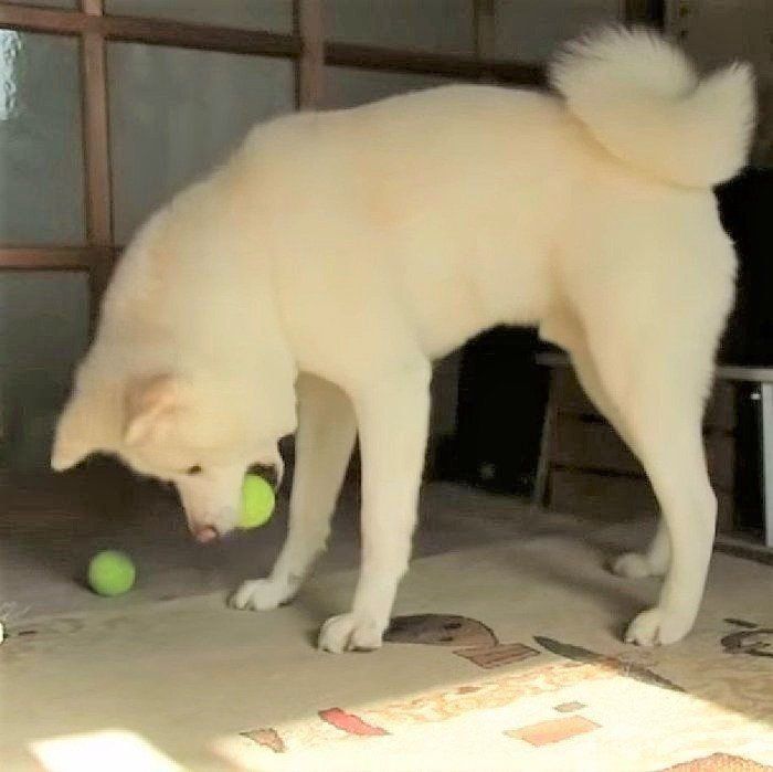 ボールに夢中なゆうき君