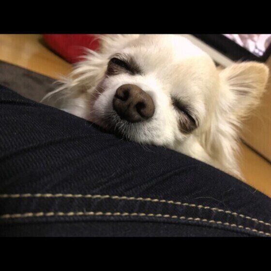 チワワのクウガちゃん