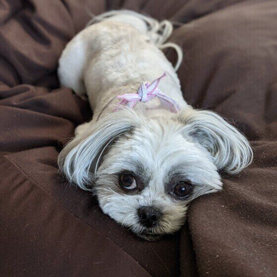 見つめるシー・ズー