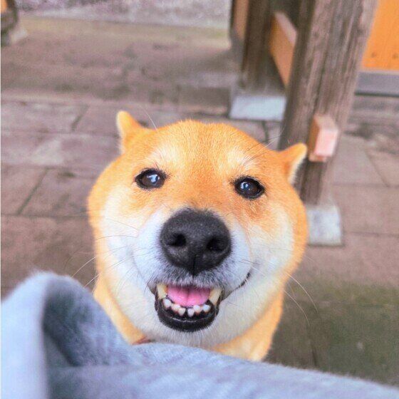 甘えんぼの柴犬