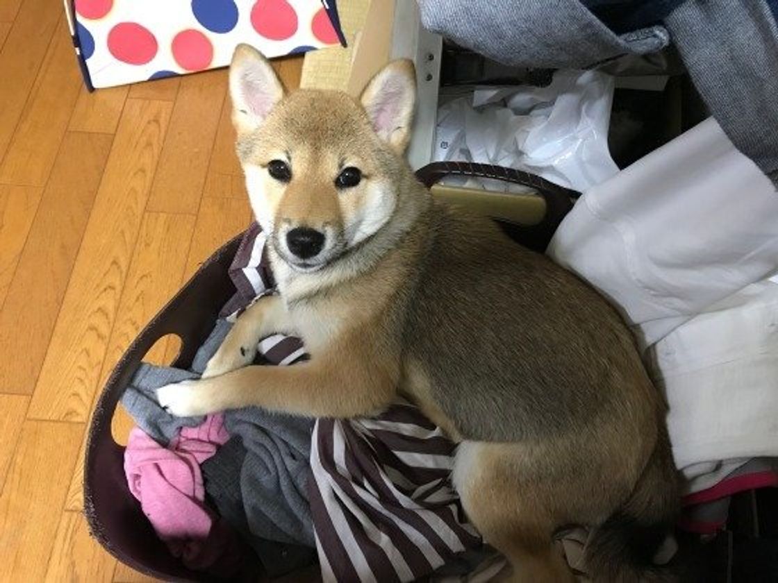 犬が服や洗濯物の上にのりたがる 可愛いすぎるワケ いぬのきもちweb Magazine 犬が服や洗濯物の上にのりたがる 可愛いすぎるワケ いぬのきもちweb Magazine