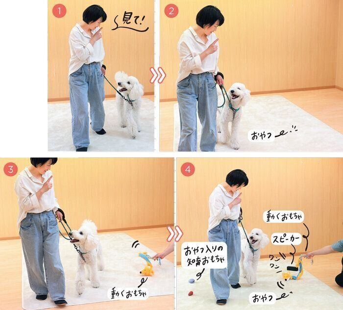 アイコンタクトのしつけ