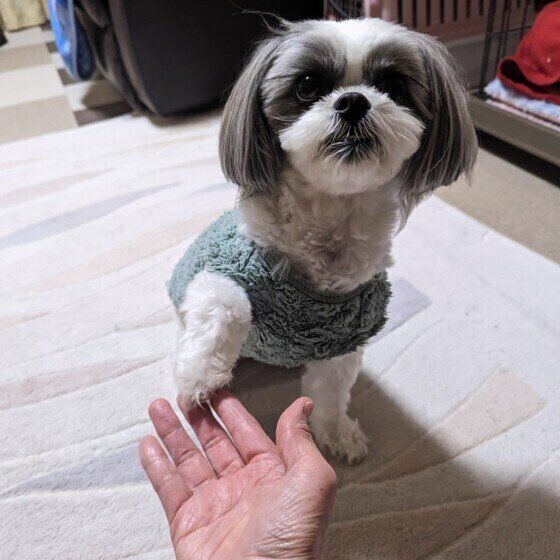 MIXのラルちゃん