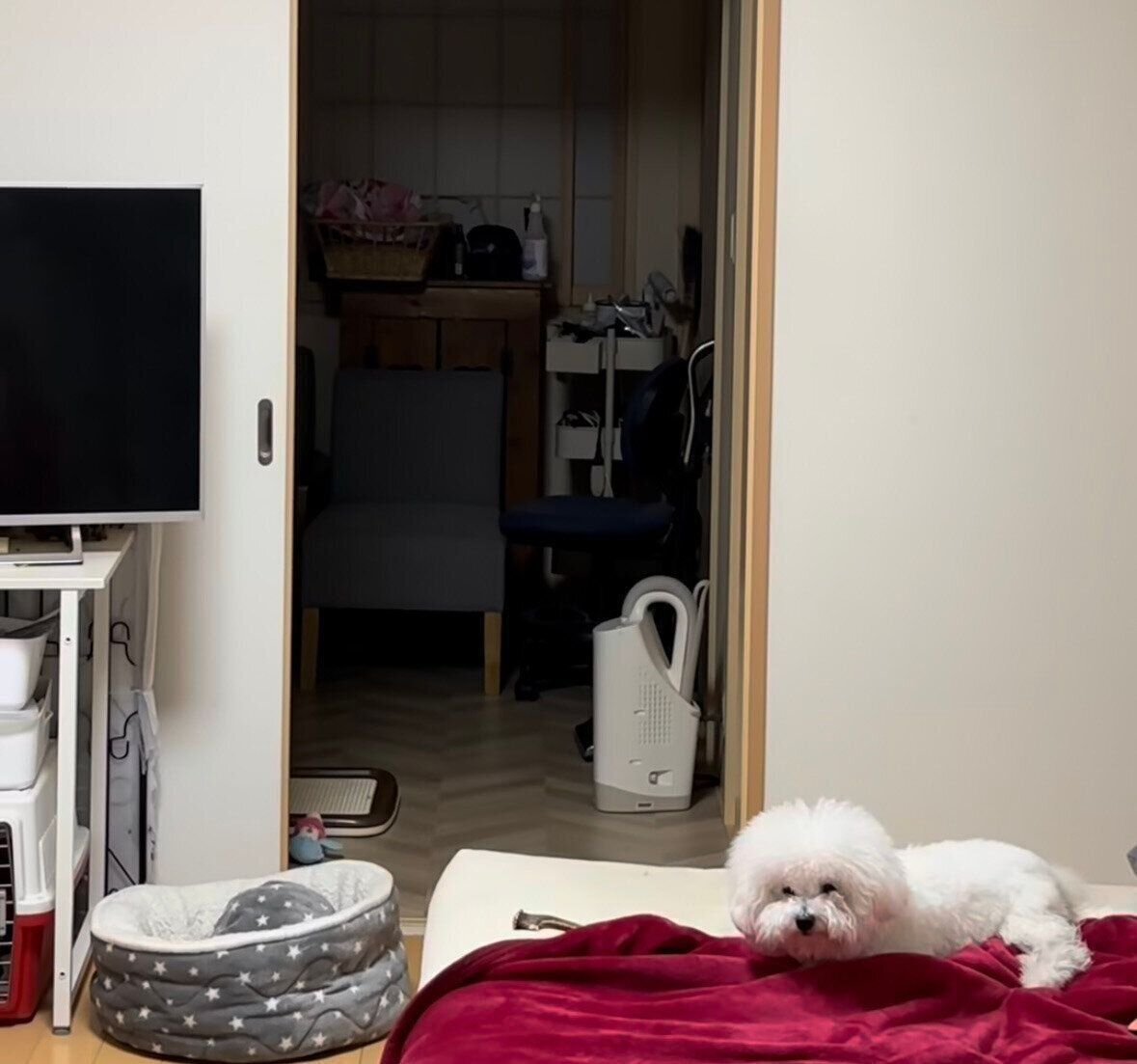 飼い主さんによるとメルちゃんは「まだまだ遊びたい盛り」なのだとか