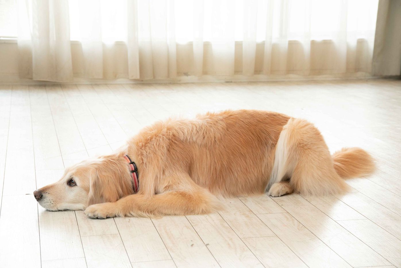 犬も仮病を使う 足裏しか汗をかかないのは迷子にならないため 犬のオドロキの生態 いぬのきもちweb Magazine 犬も仮病を使う 足裏しか汗をかかないのは迷子にならないため 犬のオドロキの生態 いぬのきもちweb Magazine