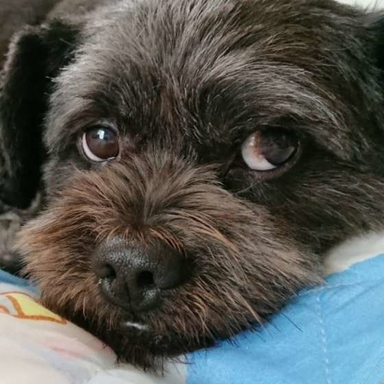 上目遣いするMix犬