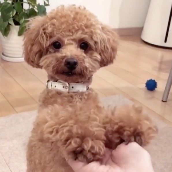 見つめるトイ・プードル