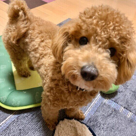 きょとん顔をする犬