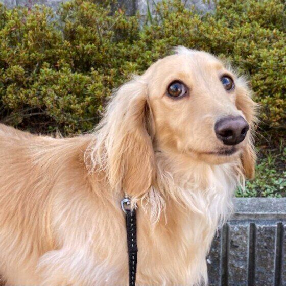 ミニチュア・ダックスフンドのパンくん