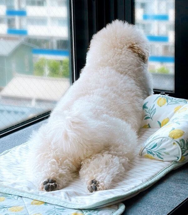 外の様子を確認するぺんたくん