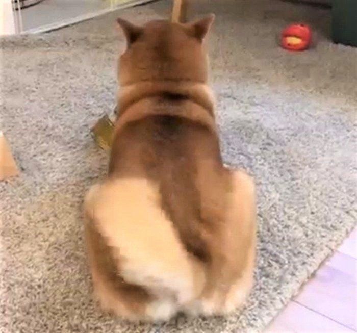 しっぽをふる犬