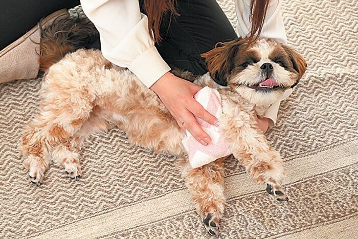 わきの下を冷やす犬