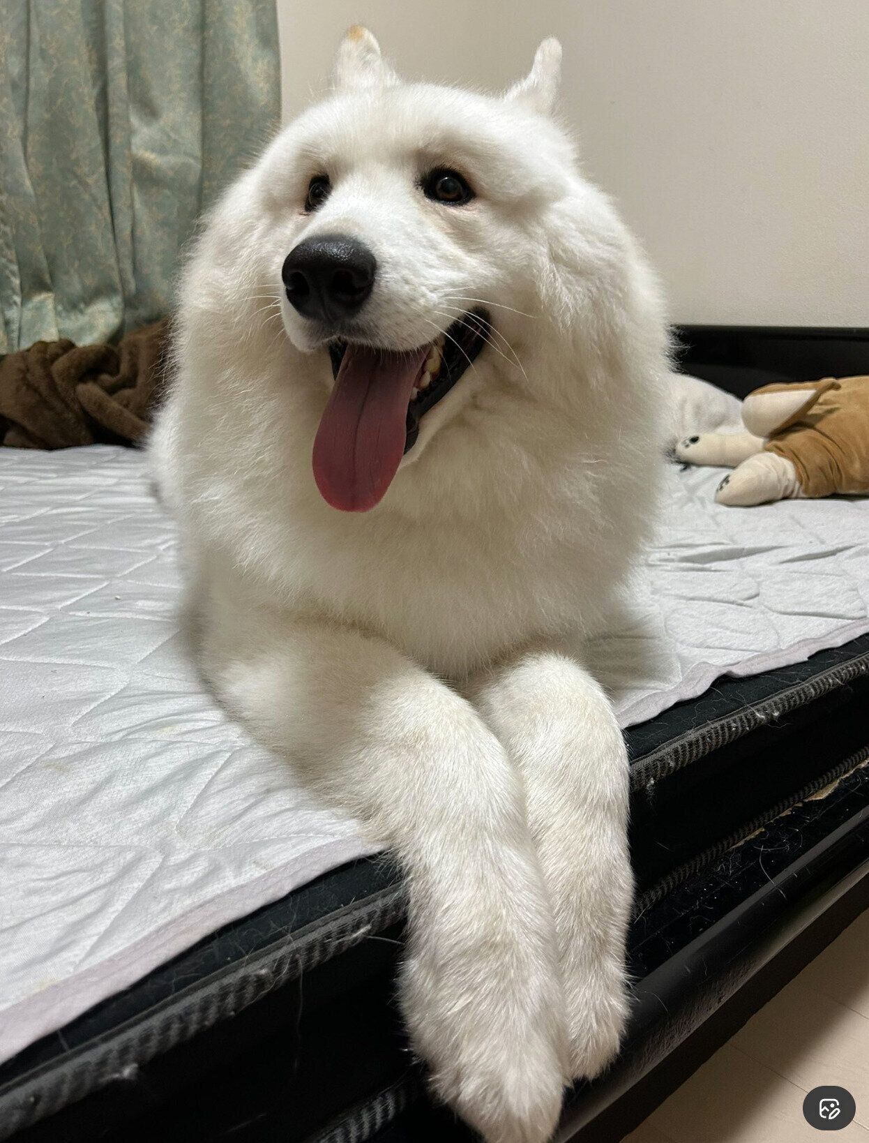 笑顔が可愛いフクくん