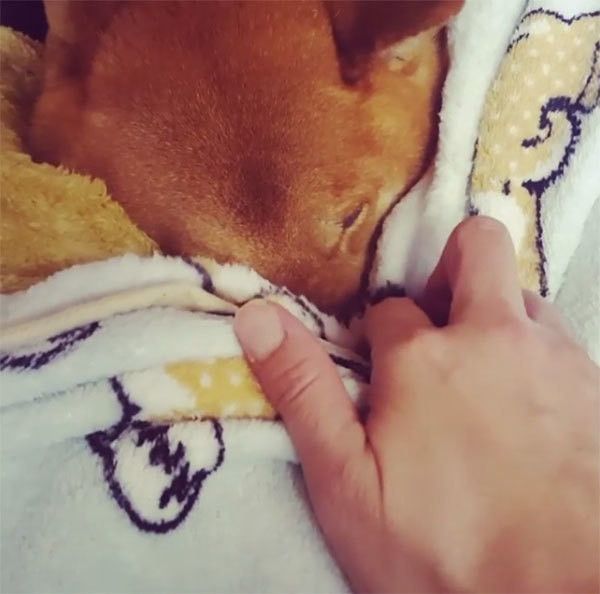 寝たふりをする柴犬