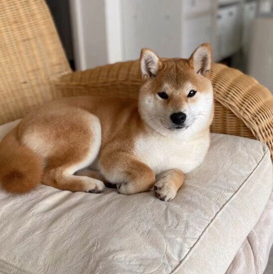 まったりするくうちゃん