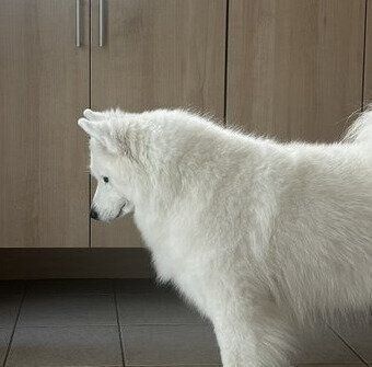 しょんぼり顔のナハネフちゃん