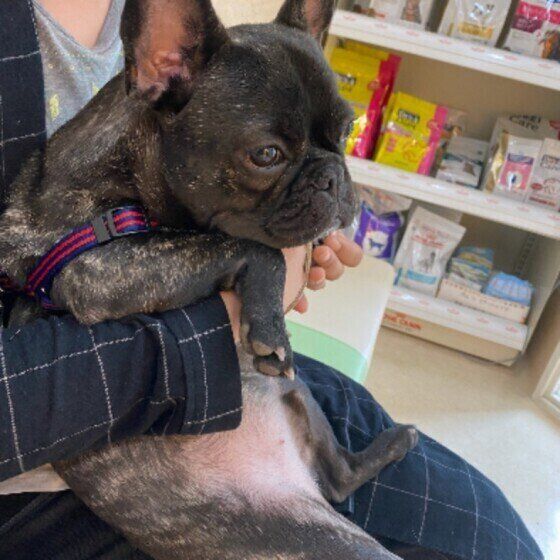 抱っこされるフレンチ・ブルドッグ