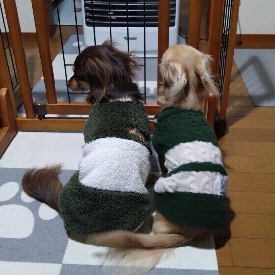 MIXのそらくんと同居犬ちゃん