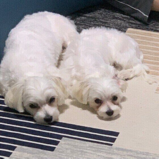 ポーズがシンクロするマルチーズ