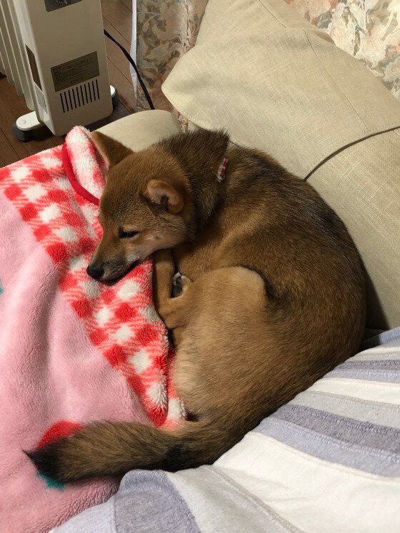 オイルヒーター前で寝るあんこくん