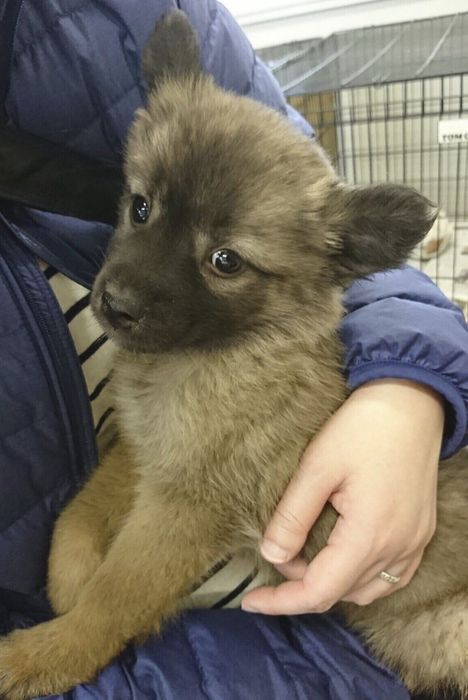 生後3カ月だったくーちゃん 保護施設での1枚