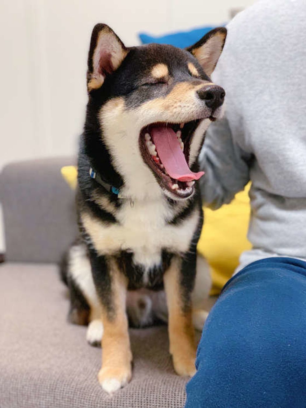 飼い主さんのあくびがうつることも 犬のあくびの意外な理由 いぬのきもちweb Magazine 飼い主さんのあくびがうつることも 犬のあくびの意外な理由 いぬのきもちweb Magazine