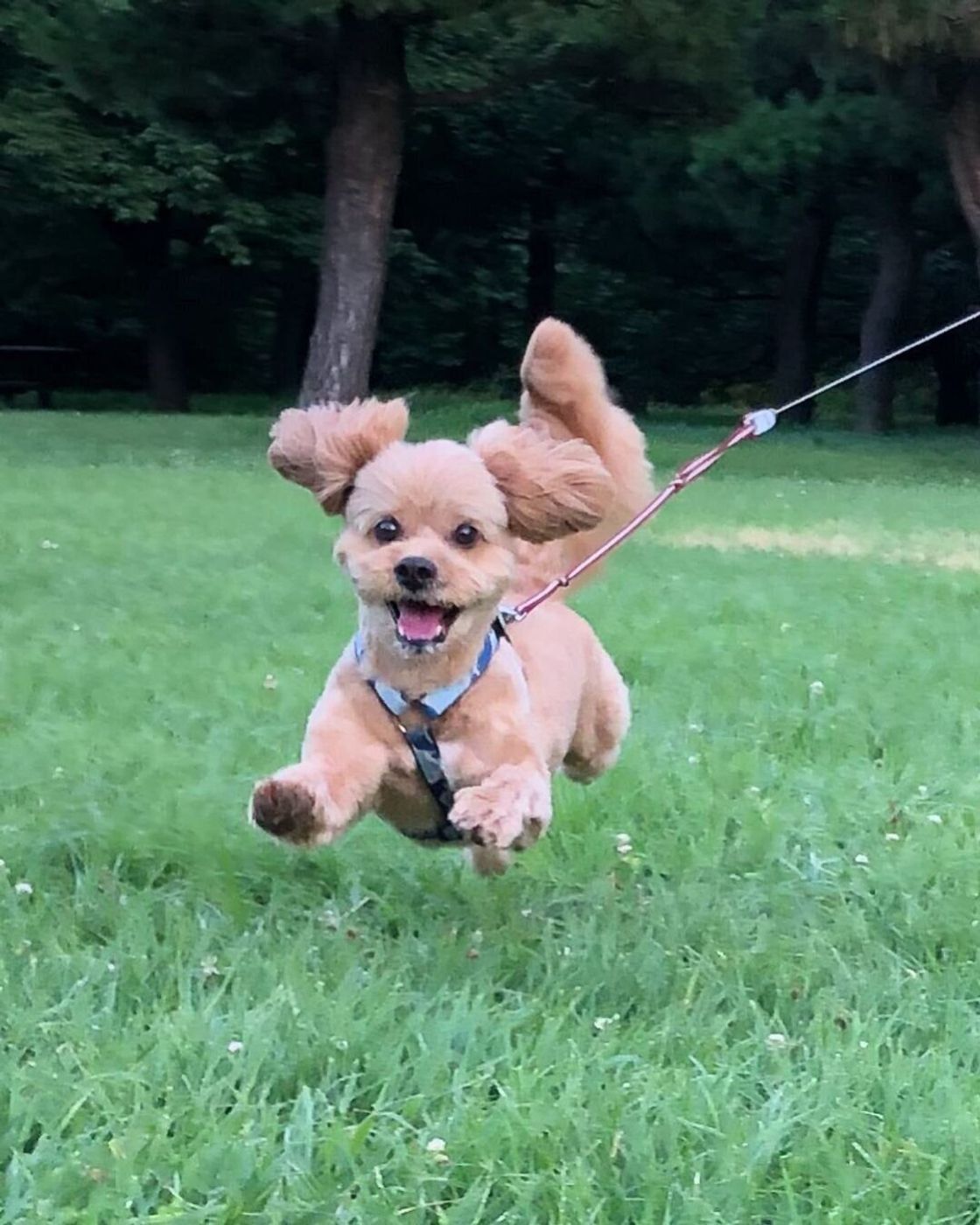 驚きと感動が 愛犬の 奇跡の一枚 をご紹介 いぬのきもちweb Magazine 驚きと感動が 愛犬の 奇跡の一枚 をご紹介 いぬのきもちweb Magazine