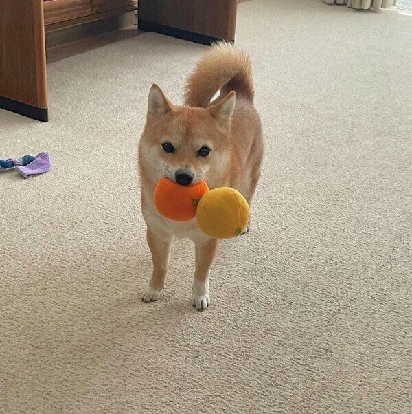 おもちゃをくわえるこむぎくん