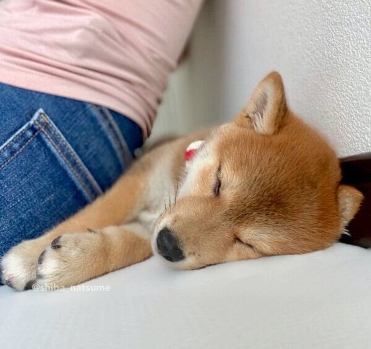 飼い主の背中と壁の間で眠る子犬の寝顔が 幸せいっぱい 愛くるしさに気絶しそう の声も いぬのきもちweb Magazine 飼い主の背中と壁の間で眠る子犬の寝顔が 幸せいっぱい 愛くるしさに気絶しそう の声も いぬのきもちweb Magazine