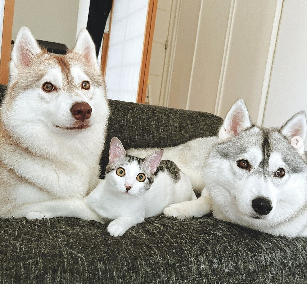 集まるここちゃん、猫のくぅちゃん、りりちゃん