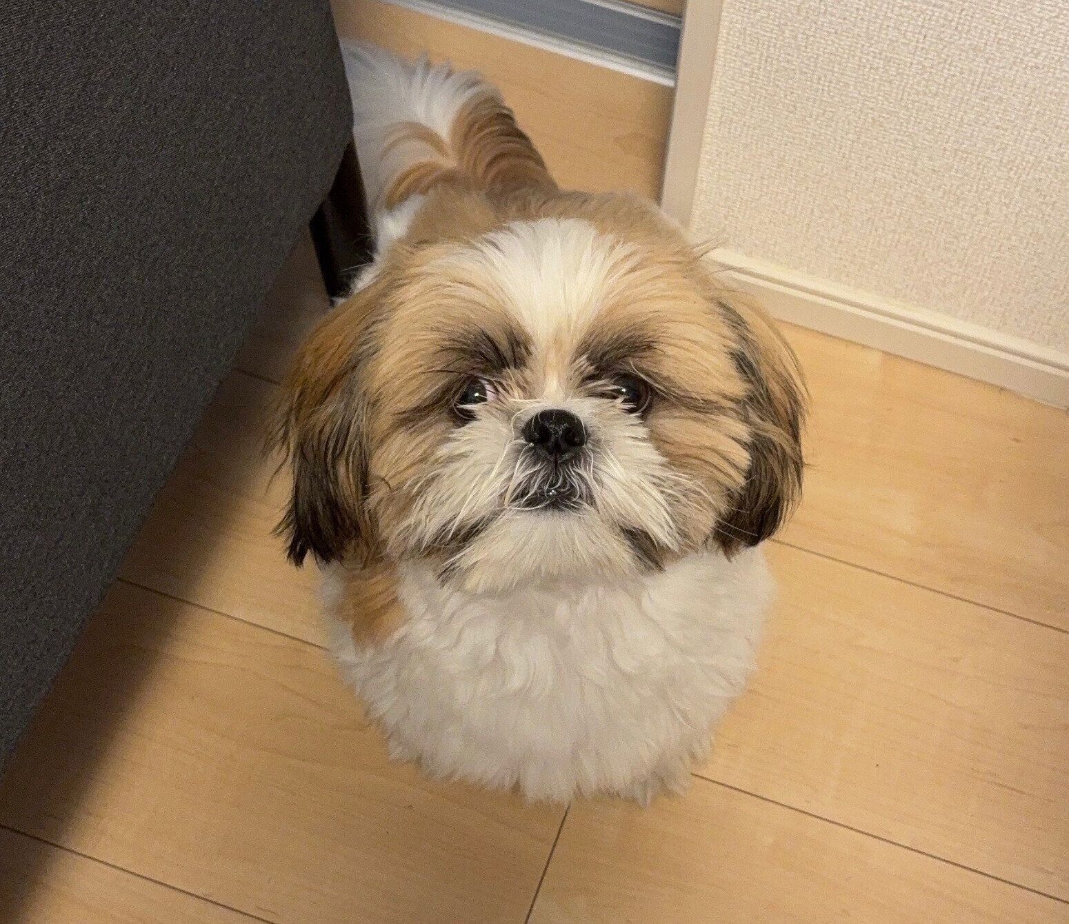 生後9カ月ごろのはんぺんくん