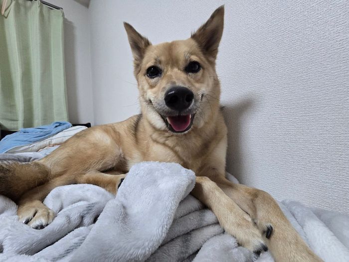笑顔の表情をむける犬