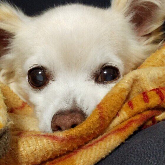 老いていく愛犬への接し方、愛犬の健康管理で大切なこと いぬのきもち