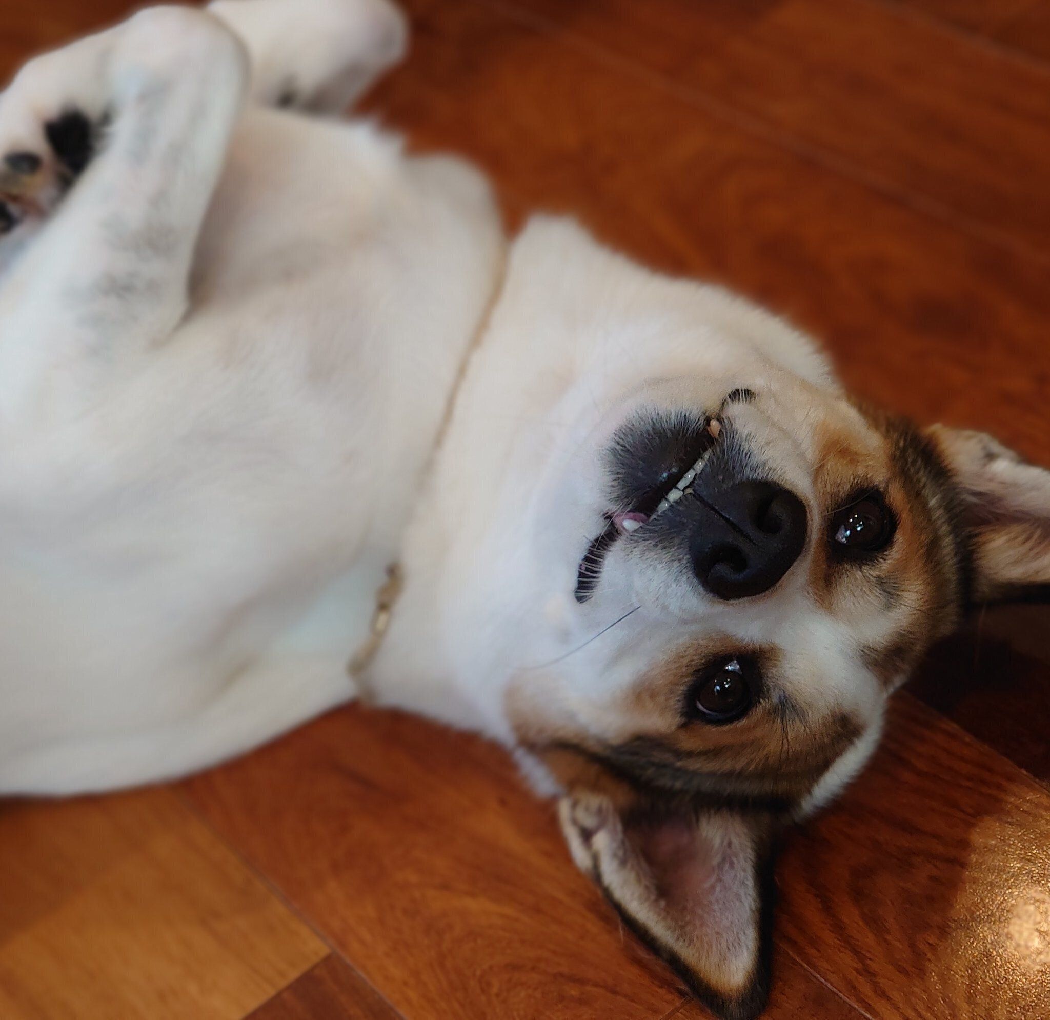 穏やかな表情を浮かべるココちゃん　見ていて癒やされる